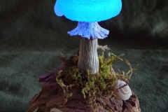 Pilzlicht-Waldstern-02