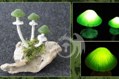 Pilzlicht-Waldtraud-02
