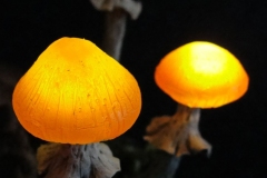 Pilzlicht-Willow-Sisters-02